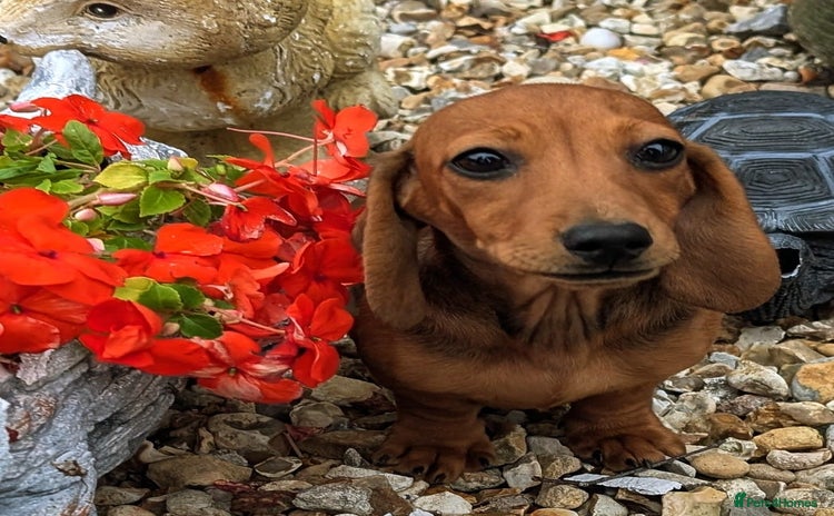 Miniature Dachshund dogs - Advert 12