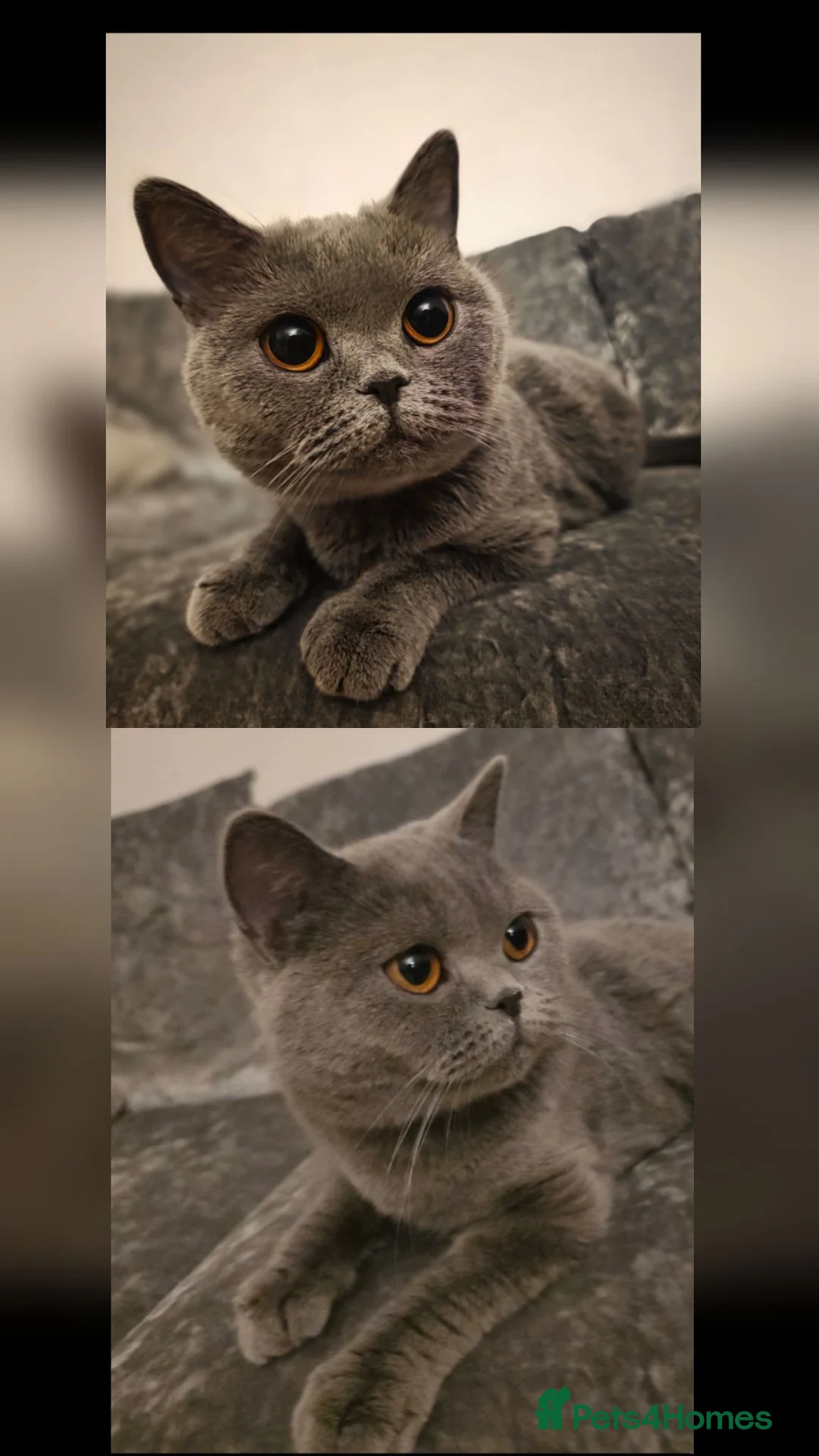 British Shorthair cats for sale: PURE BLUE BRITISH SHORTHAIR GIRL 3 YEARS OLD - Advert 6