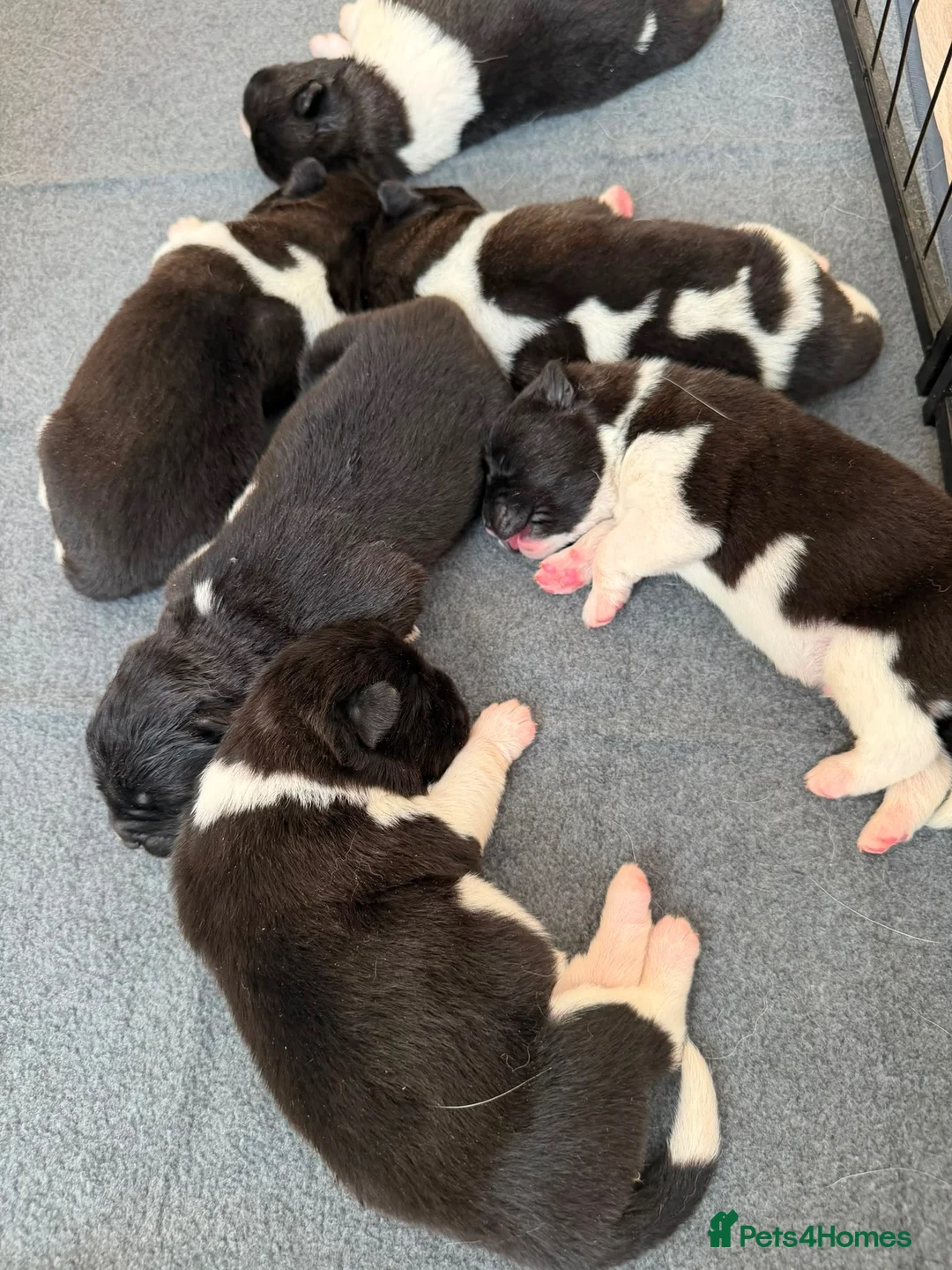 Akita dogs for sale: AKITA PUPS! PARENTS KC REGISTERED  - Advert 2
