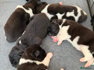 Akita dogs AKITA PUPS! PARENTS KC REGISTERED - Advert 1