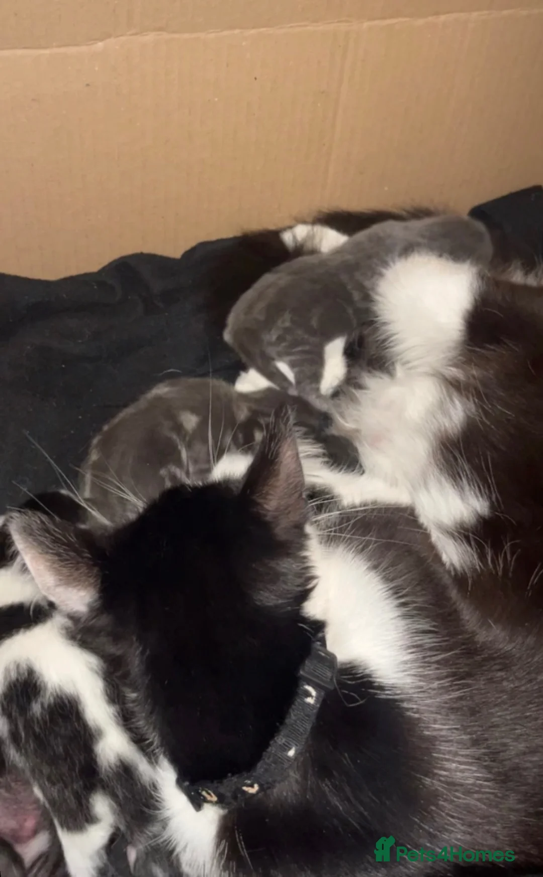 Mixed Breed cats for sale: 6 beautiful trained kittens ready for collection  - Advert 2
