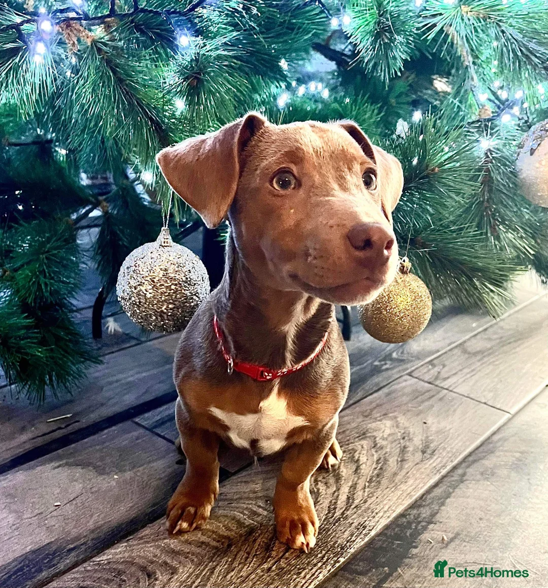 Jack Russell dogs for stud: DONJACKS RANGER - imported lilac & tan stud dog in Doncaster - Advert 5