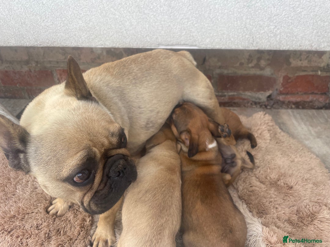 Mixed Breed dogs for sale: French bull dog x jack russel - Image 4