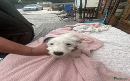 Jack Russell dogs for sale: 6 Beautiful pure Jack Russels - Image 3