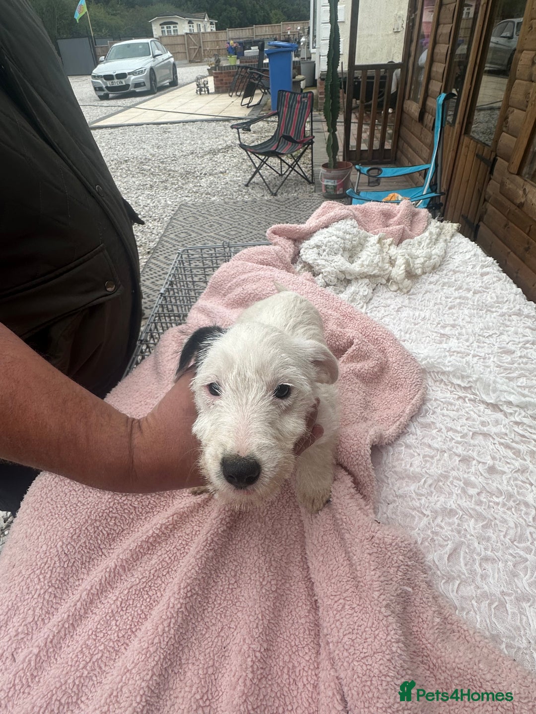 Jack Russell dogs for sale: 6 Beautiful pure Jack Russels - Image 3