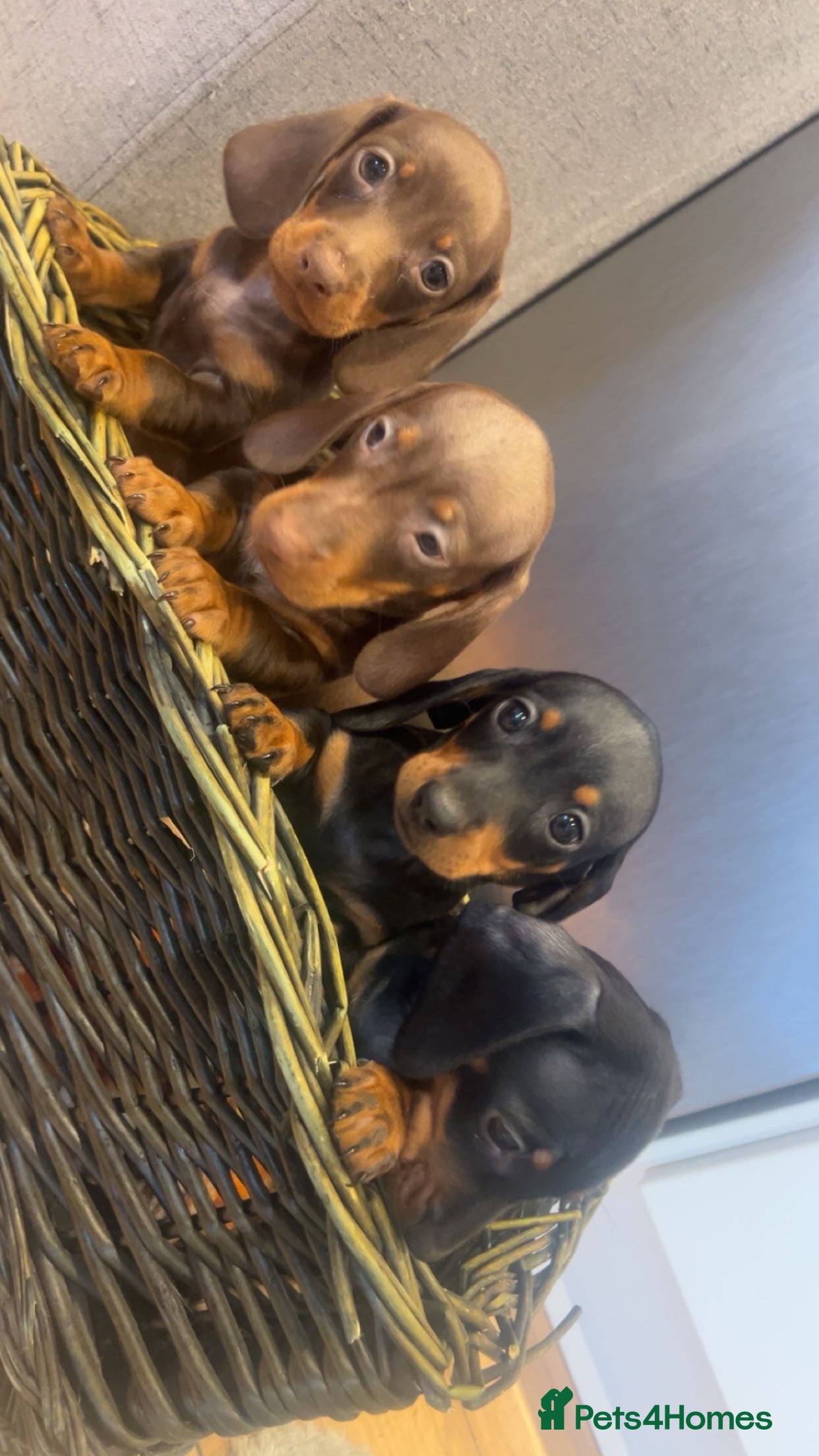 Miniature Dachshund dogs Minatures dachounds - Advert 5