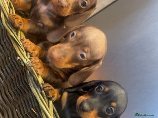 Miniature Dachshund dogs Minatures dachounds - Advert 10