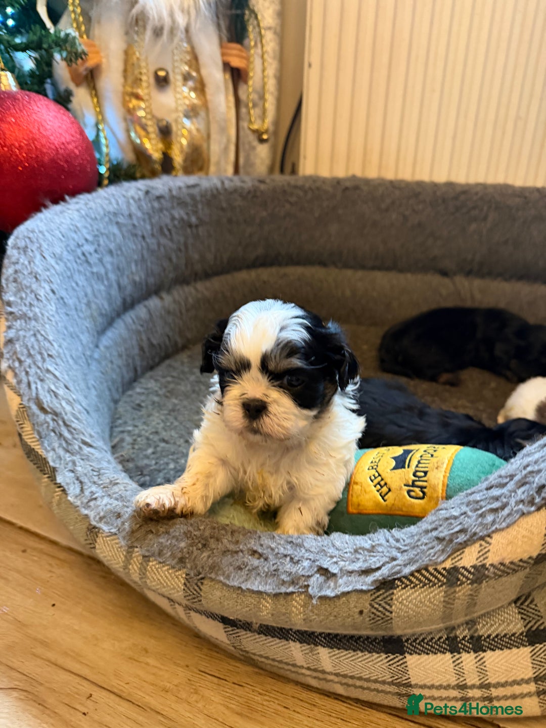 Shih Tzu dogs for sale: Incredible imperial shih tzu puppies - Advert 5