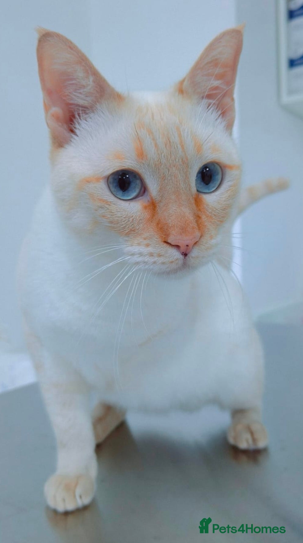 Mixed Breed cats [Indoors Only] White Sugar - Lovely Special Boy - Advert 3
