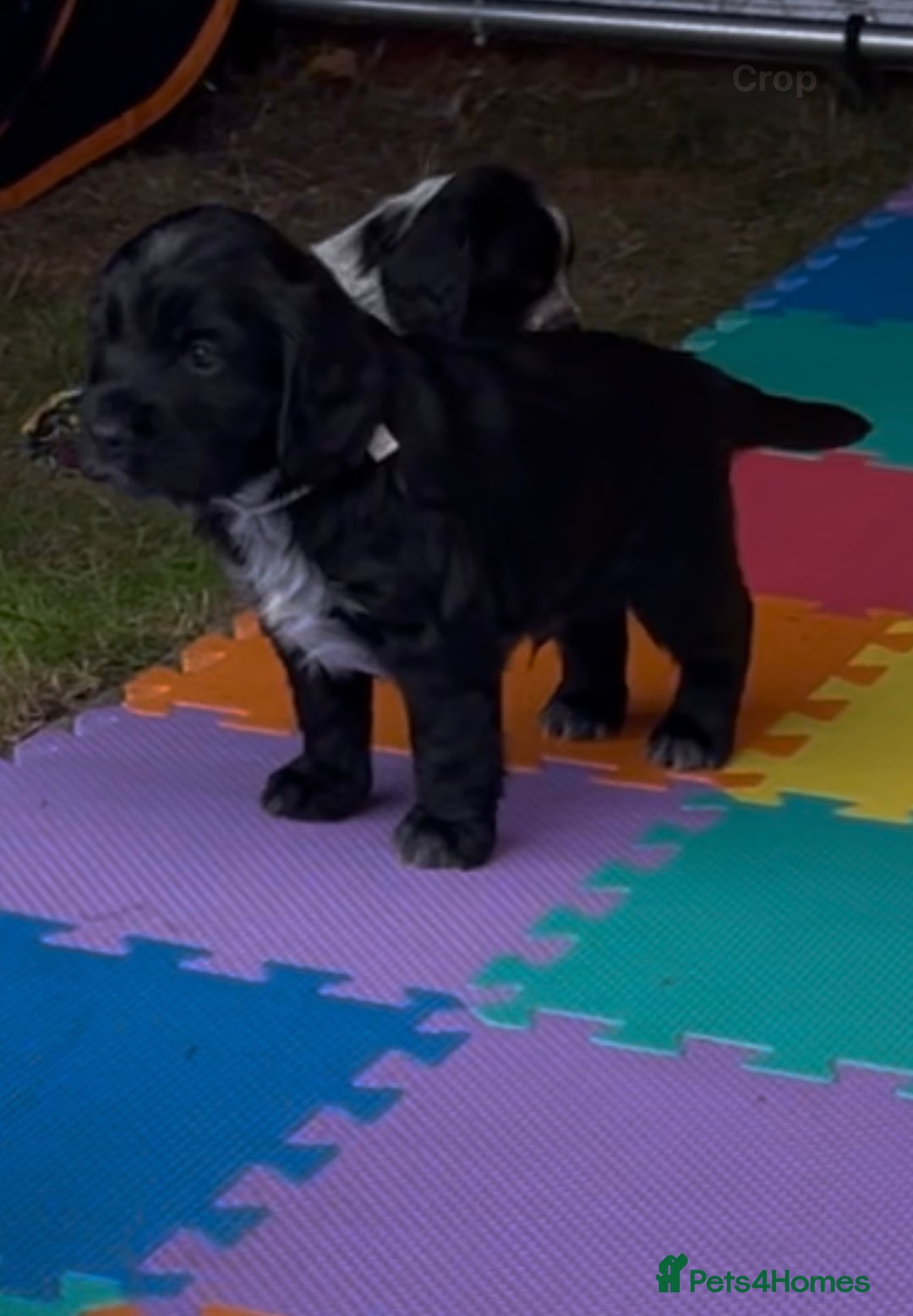 Cocker Spaniel dogs for sale: Well Bred Working Cocker Spaniel Puppies - Image 8