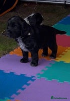 Cocker Spaniel dogs - Advert 11