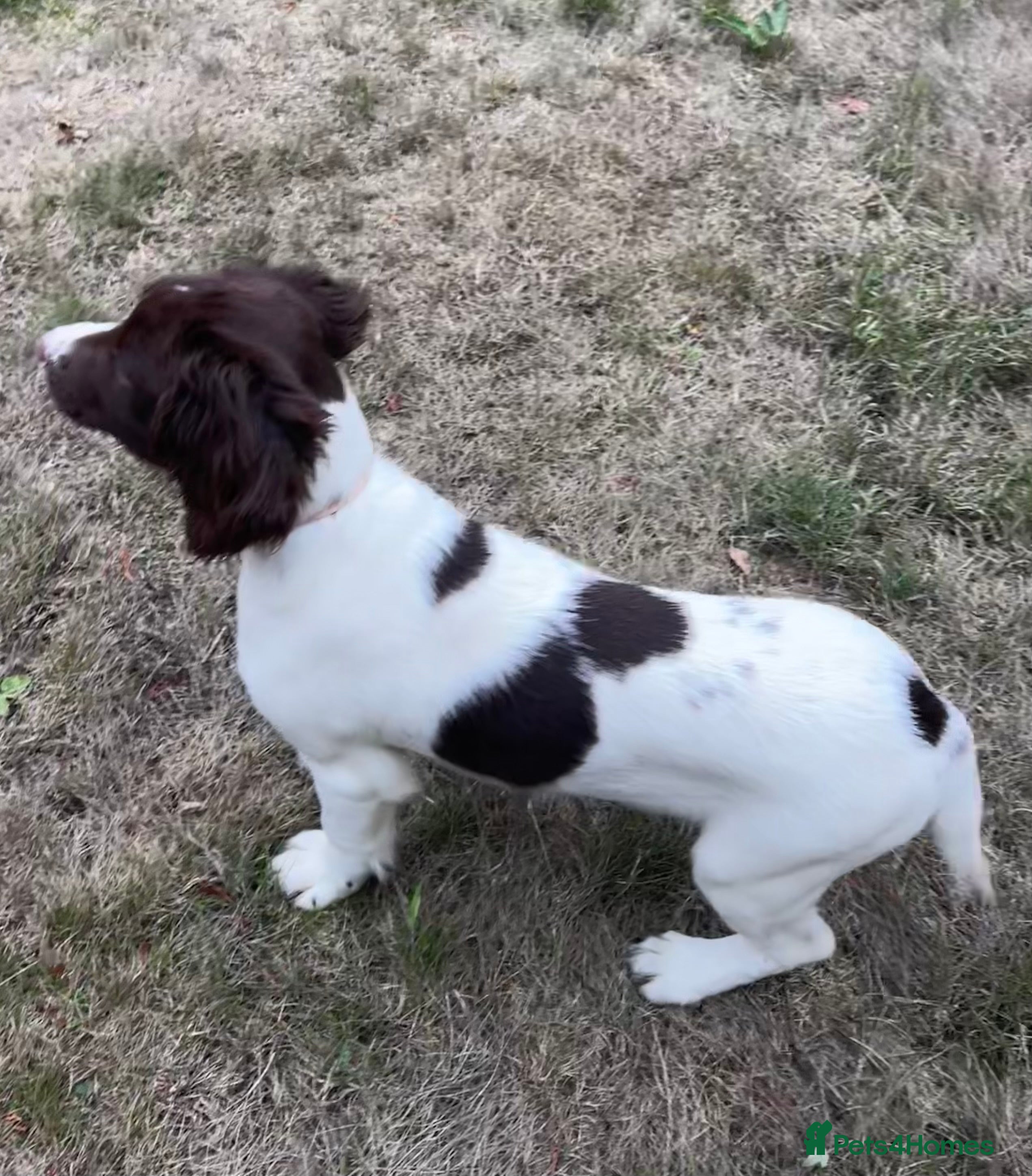 English Springer Spaniel dogs Gorgeous English Springer Spaniels  - Advert 2
