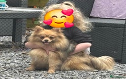 German Spitz dogs for sale: German spitz bitch - Image 3