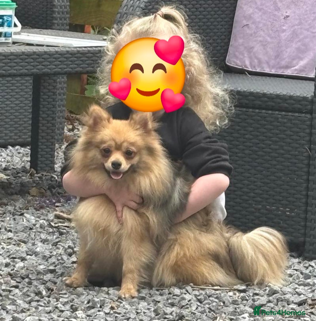 German Spitz dogs for sale: German spitz bitch - Image 3