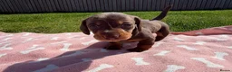 Miniature Dachshund dogs for sale: KC Registered Miniature Dachshund Puppies - Advert 5