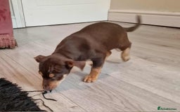 Jack Russell dogs for sale: Beautiful Muchwenlock Jack Russell puppies - Image 30