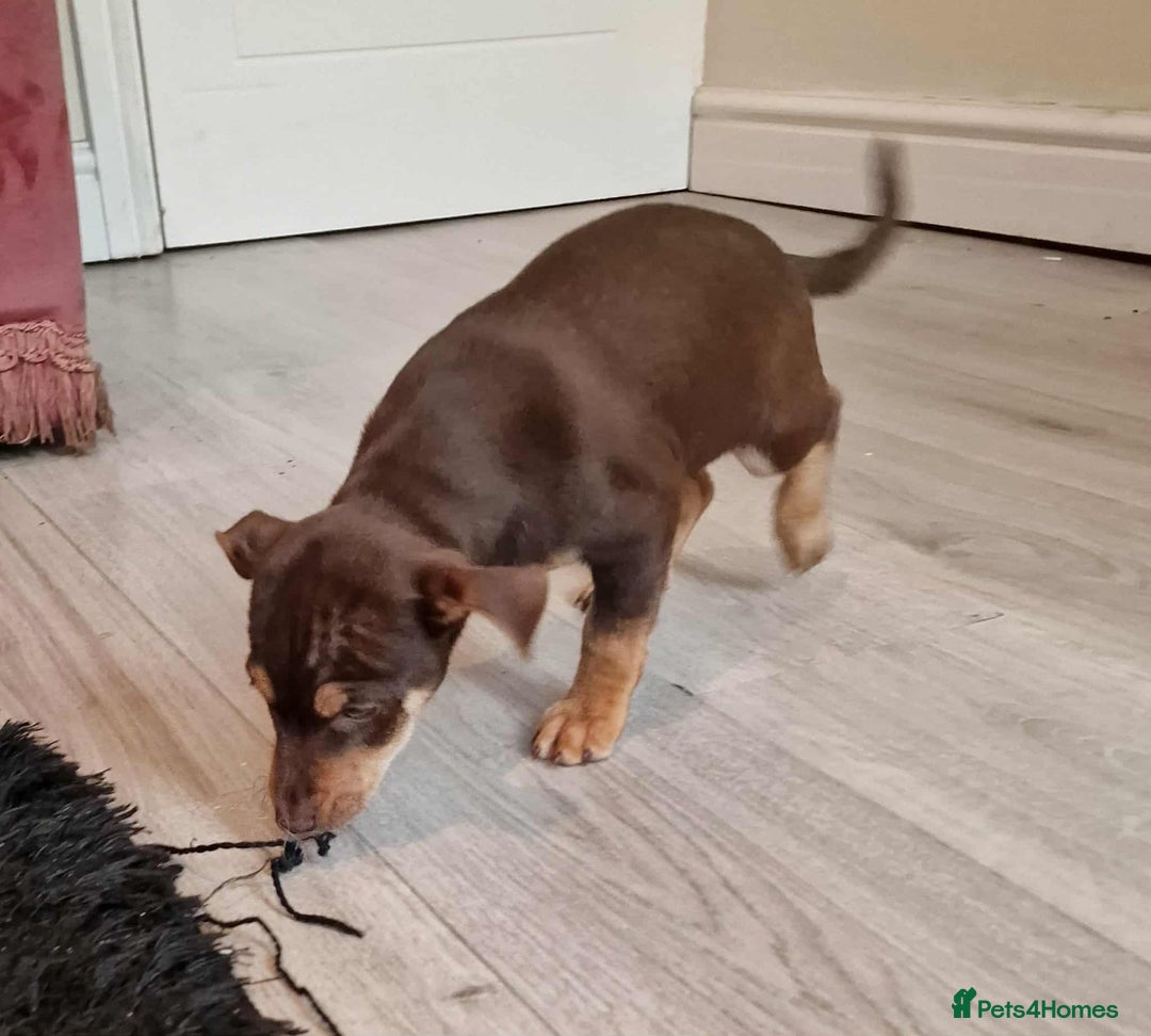 Jack Russell dogs for sale: Beautiful Muchwenlock Jack Russell puppies - Image 30