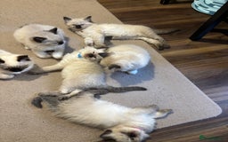 Ragdoll cats for sale: Pure Fluffy Ragdoll kittens - Image 20
