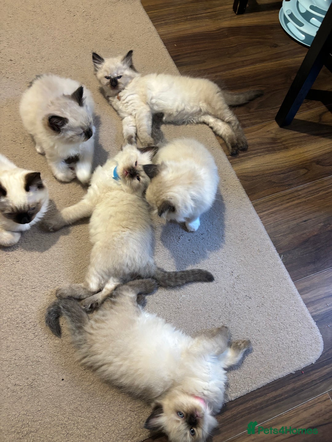 Ragdoll cats for sale: Pure Fluffy Ragdoll kittens - Image 20