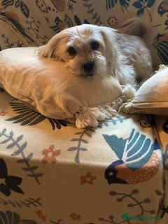 Mixed Breed dogs for adoption: Pip needs a loving home  - Advert 2