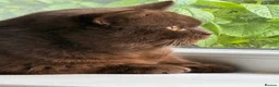 British Shorthair cats for sale: Chocolate Male BSH Neutered - Advert 5