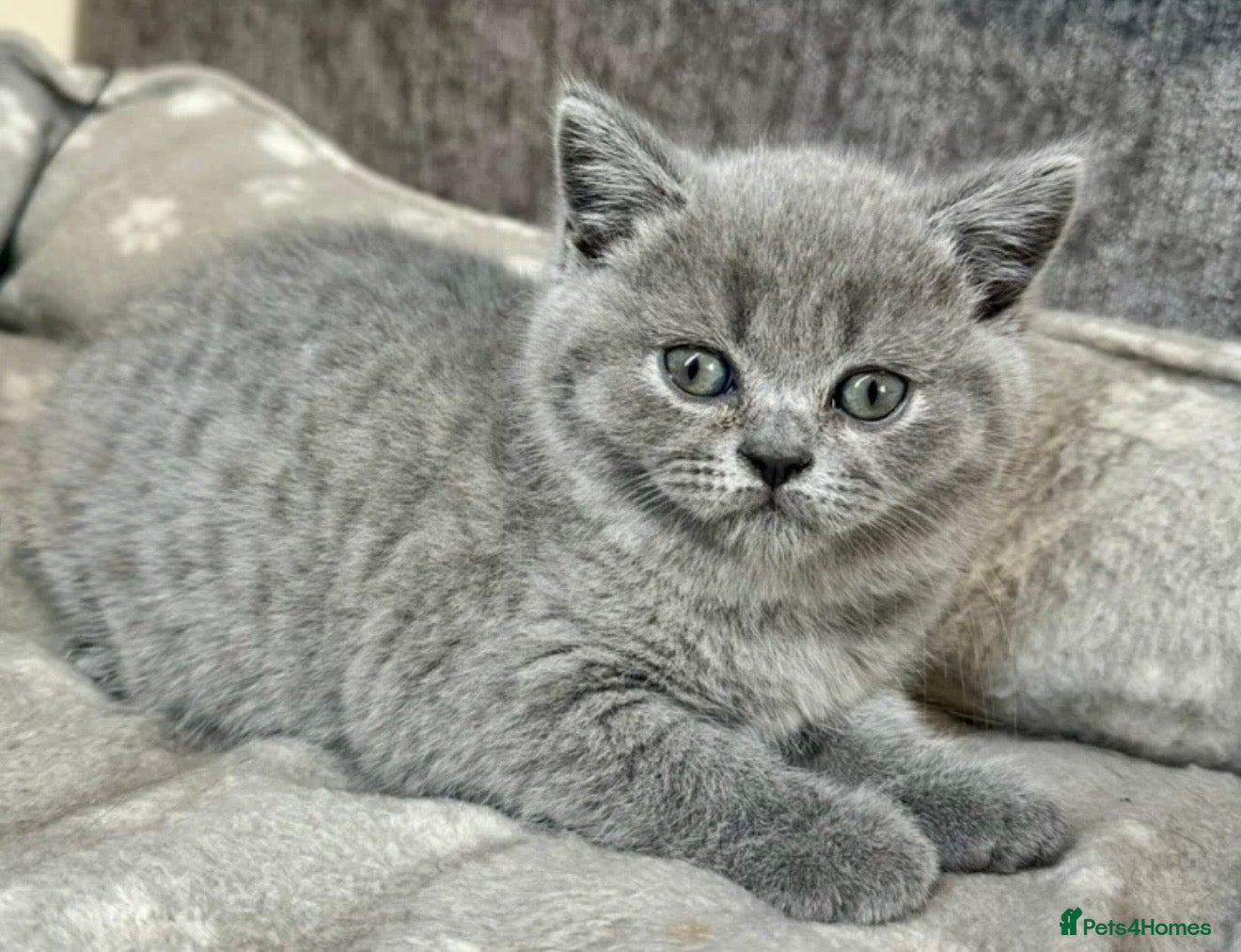 British Shorthair cats British shorthair kittens  - Advert 2