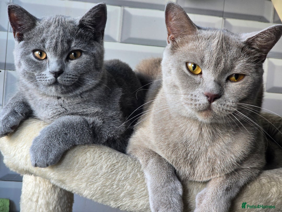 British Shorthair cats for sale: Stunning British short hair male - Image 1