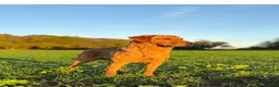 Labrador Retriever dogs for sale: Fox Red Labrador Puppies  - Advert 2