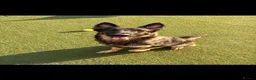 German Shepherd dogs for sale: German shepherd puppies in Sheffield - Advert 1