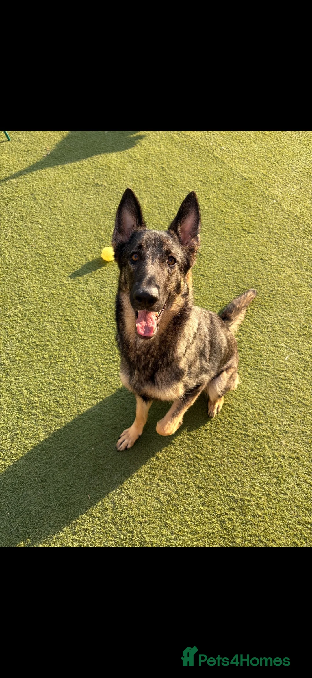 German Shepherd dogs for sale: German shepherd puppies in Sheffield - Advert 1