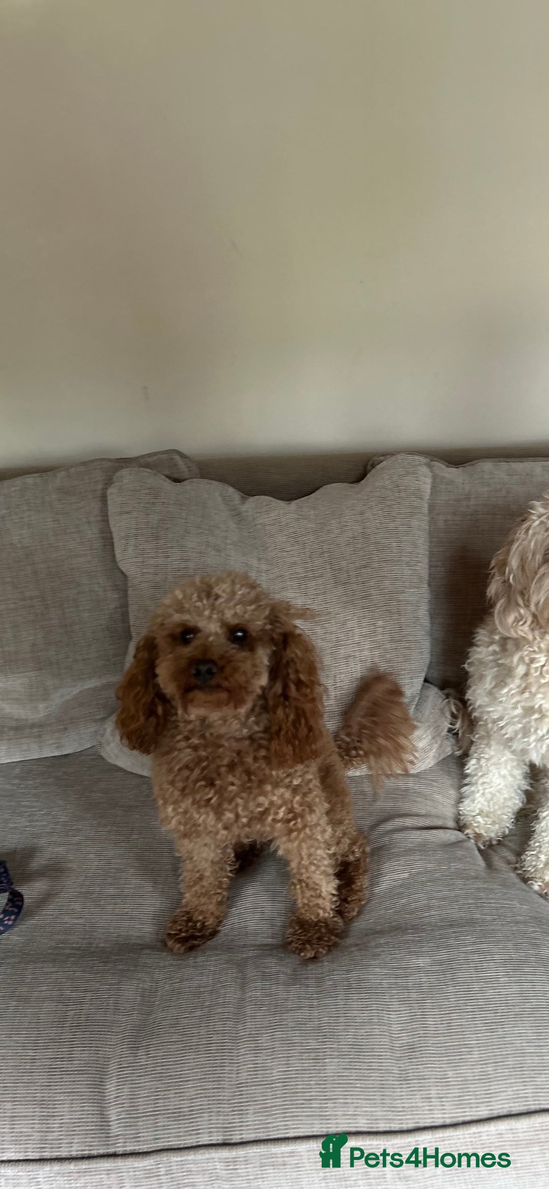 Poodle dogs for stud: Kc health tested fox red toy poodle in Stevenage - Image 34