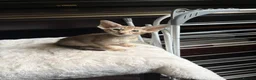 Oriental cats for sale: GCCF Oriental Kittens  in Stratford-upon-Avon - Advert 7