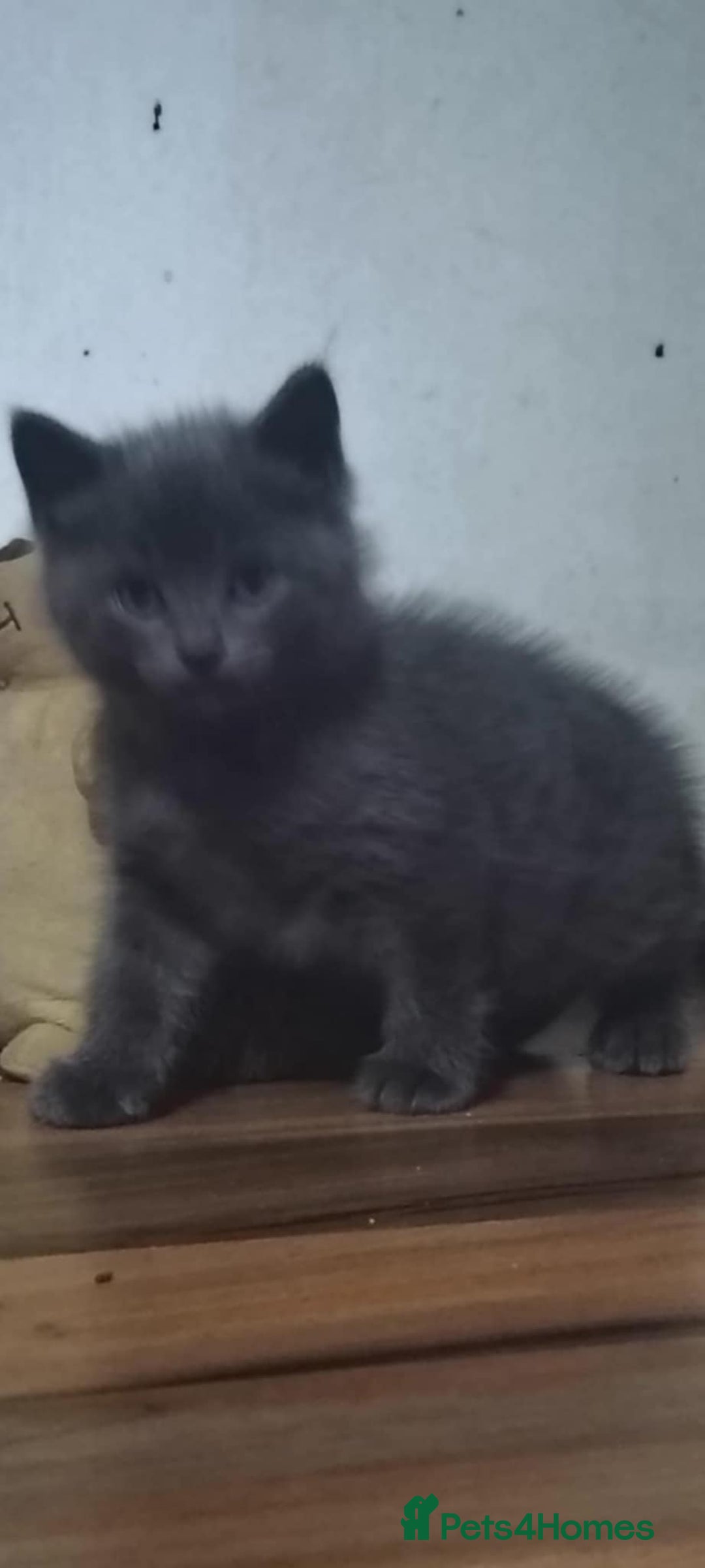 Domestic Shorthair cats for sale: 4 beautiful kittens for sale  - Advert 21