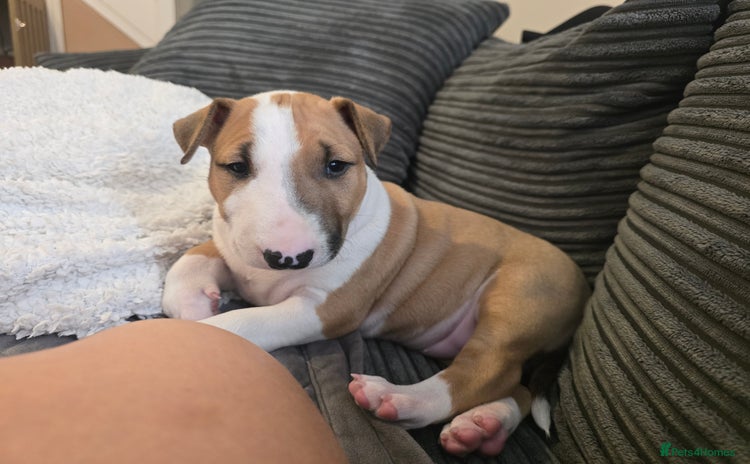 English Bull Terrier dogs - Advert 1
