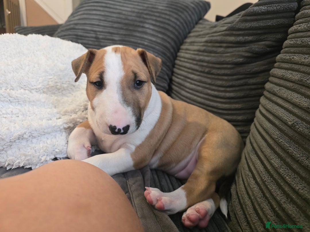 English Bull Terrier dogs for sale: Beautiful girl - Image 1