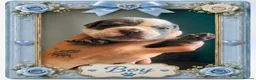 Olde English Bulldogge dogs for sale: Old English bulldogs  - Advert 13
