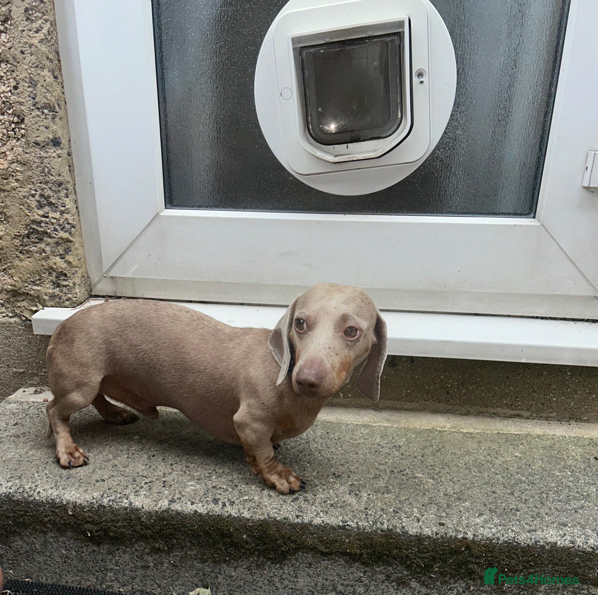 Miniature Dachshund dogs Miniature Dachshund Boy - Advert 1