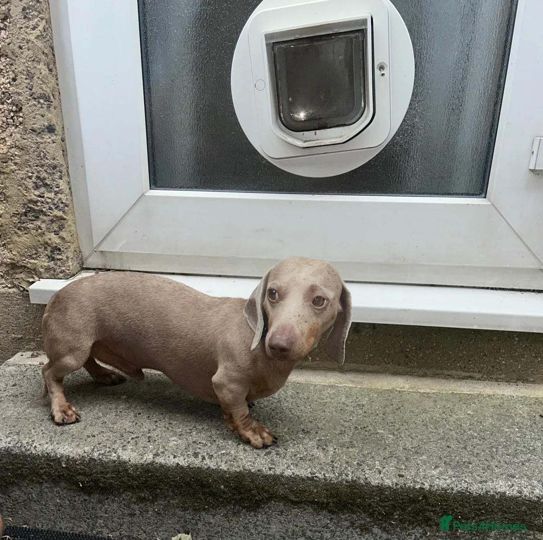 Miniature Dachshund dogs for sale: Miniature Dachshund Boy - Advert 1