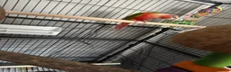 Conures birds for sale: Pineapple conure in Shildon - Advert 2