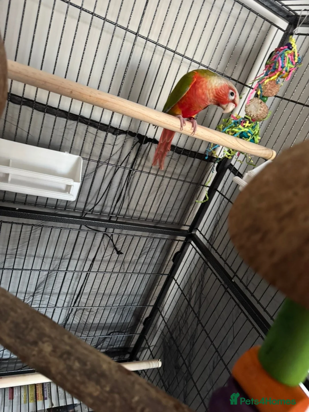Conures birds for sale: Pineapple conure in Shildon - Advert 2
