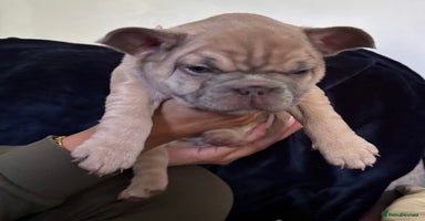 French Bulldog dogs - Advert 4