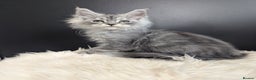 Maine Coon cats for sale: Outstanding siblings Russian bloodline  - Advert 13