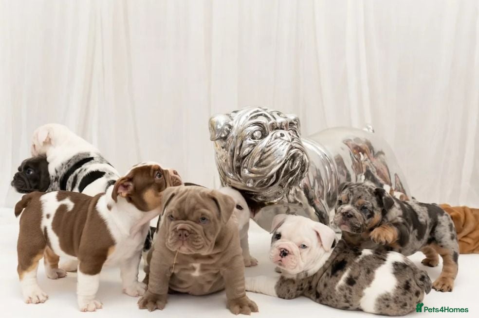English Bulldog dogs Exceptional English Bulldog Puppies - Advert 1