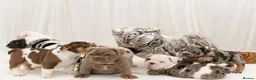English Bulldog dogs for sale: Exceptional English Bulldog Puppies in Bournemouth - Advert 1