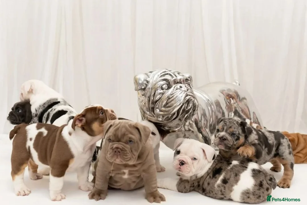 English Bulldog dogs for sale: Exceptional English Bulldog Puppies in Bournemouth - Advert 1