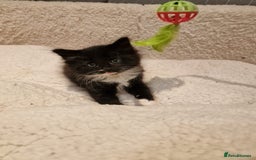 Norwegian Forest Cat cats for sale: Norwegian Forest kittens for sale - Image 14