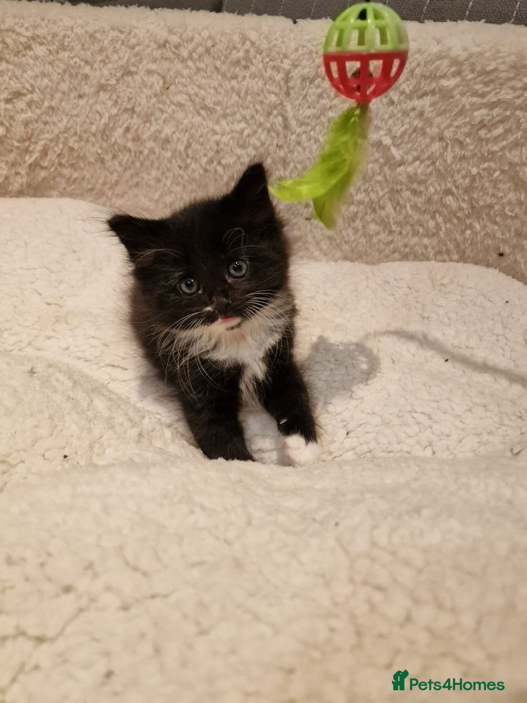 Norwegian Forest Cat cats for sale: Norwegian Forest kittens for sale - Image 14