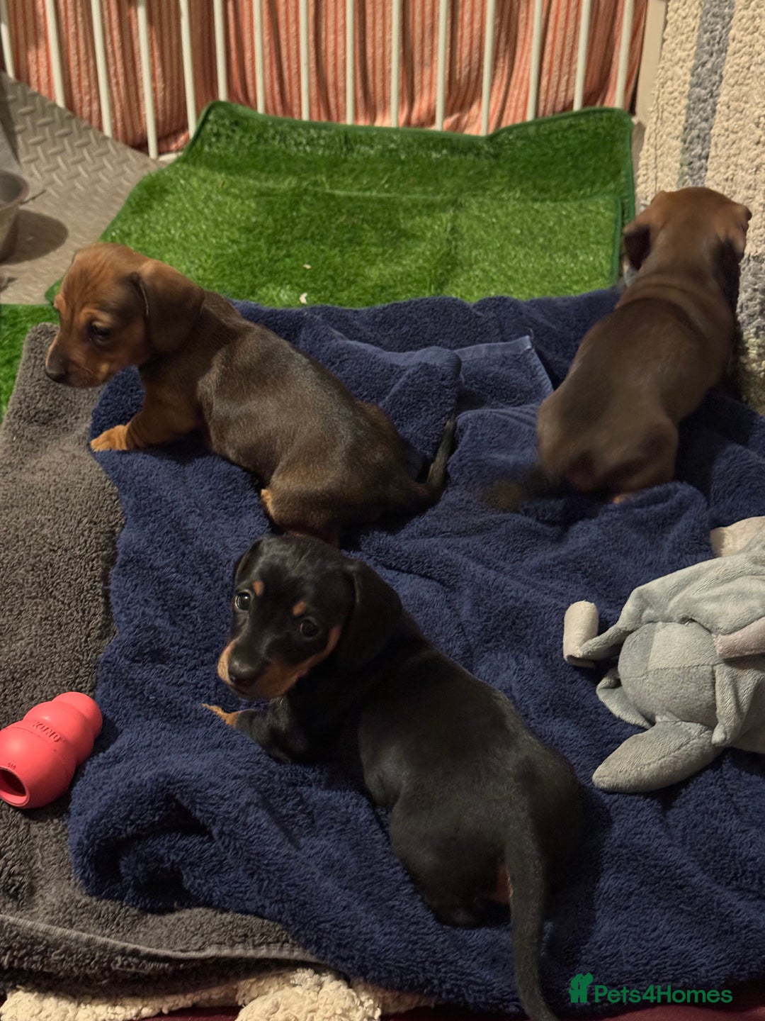 Miniature Dachshund dogs for sale: 1 dog left! Ready now. KC reg - Advert 13