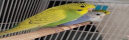 Budgerigars birds for sale: Beautiful Baby Budgies  - Advert 3