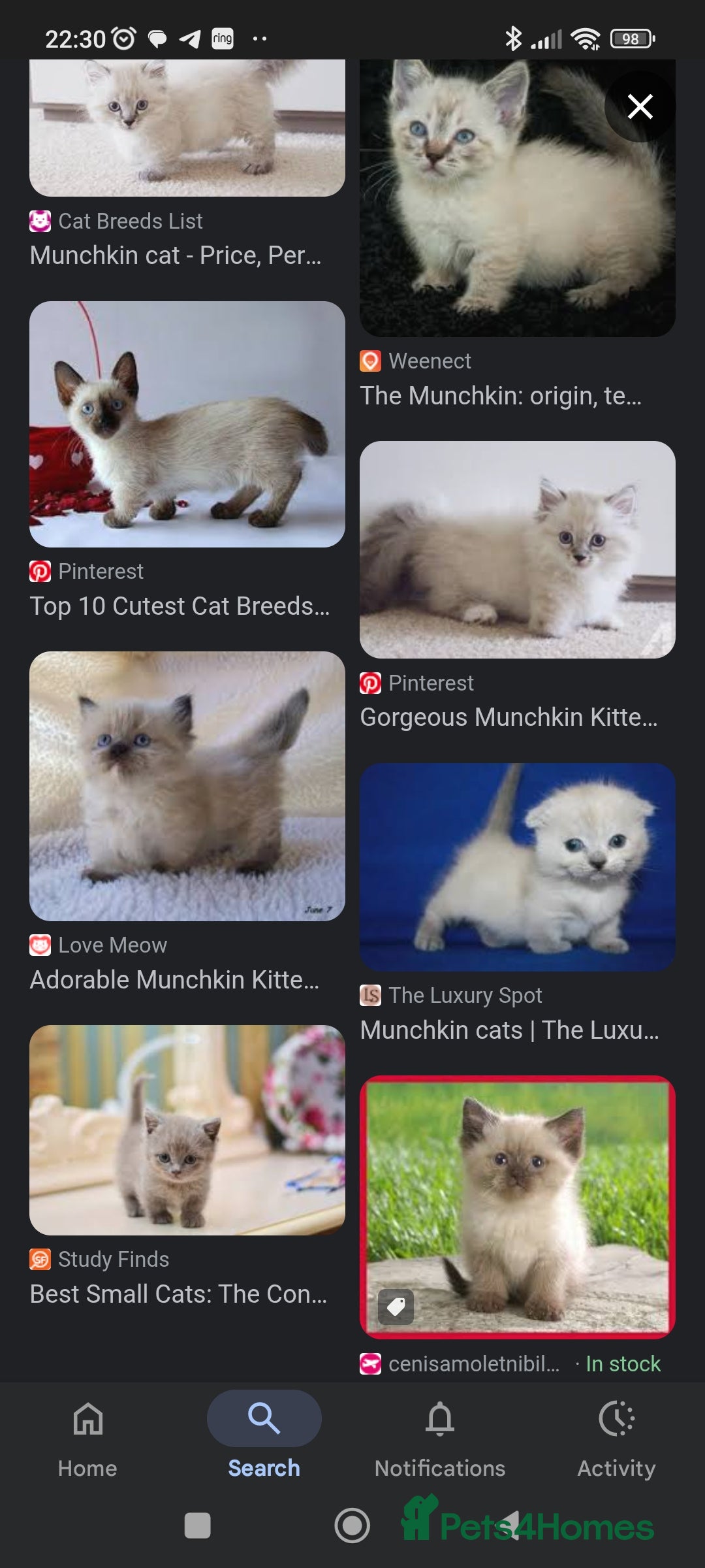 Munchkin cats for sale: Short legged Munchkin kitten wanted - Image 2